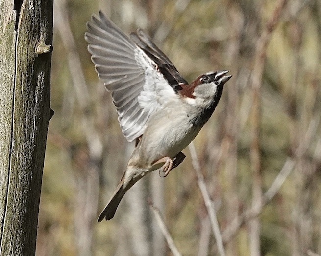 house sparrow